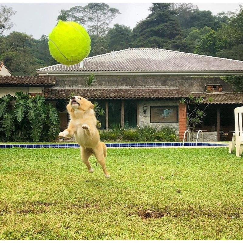 Tênis Ball - A gigante bola para cães